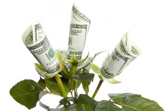 Penger som vokser på en plante.