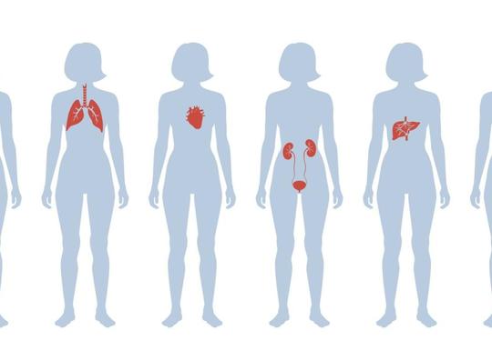Flere kvinnerkropper på rekke, hvor indre organer som nyrer, hjerte, eggstokker og lever er tegnet inn. Illustrasjon: iStockphoto
